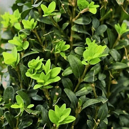 Самшит вечнозеленый