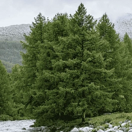 Лиственница сибирская