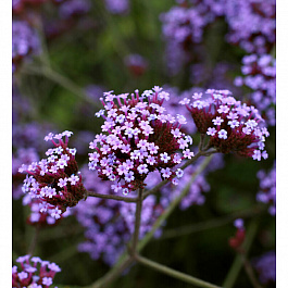 Вербена бонарская Лоллипол