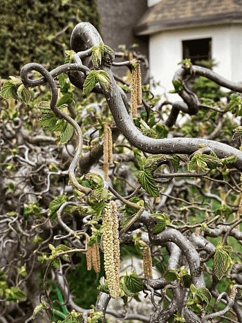 Фундук Contorta