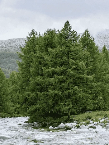 Лиственница сибирская