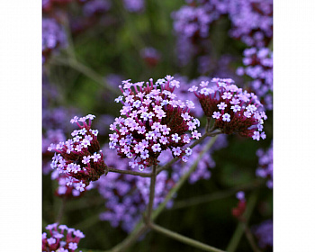 Вербена бонарская Лоллипол