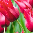 Тюльпан Red Chain