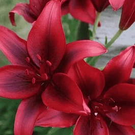 Лилия Bald Eagle