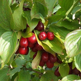 Кизил обыкновенный