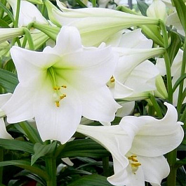 Лилия лонгифлорум Вайт Хевен