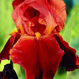 Ирис германский Sultan's Palace