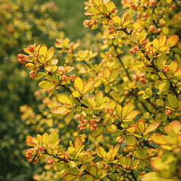 Барбарис Тунберга Diabolicum