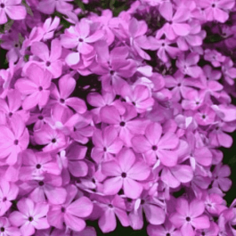 Флокс Котёнок