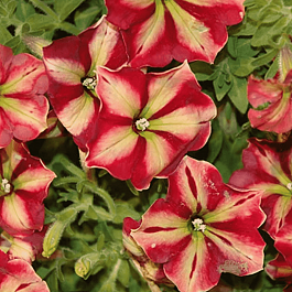 Петуния (сурфиния) Collection Cha Ching