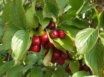 Кизил обыкновенный