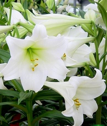 Лилия лонгифлорум Вайт Хевен