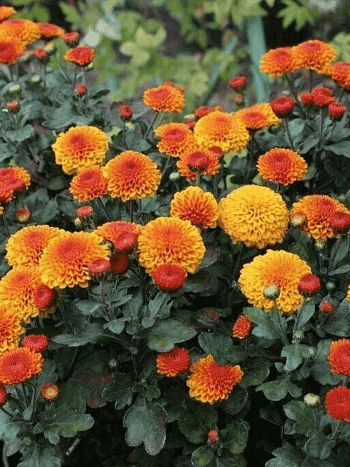 Хризантема корейская Gir Gar