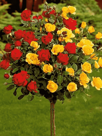 Роза штамбовая смесь