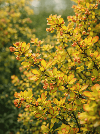 Барбарис Тунберга Diabolicum