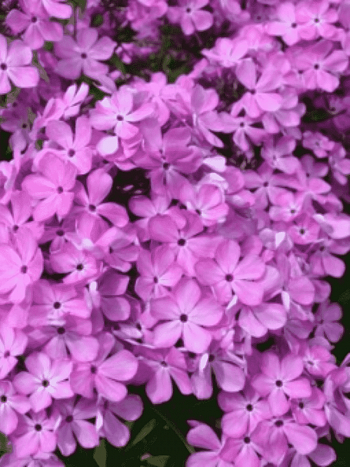 Флокс Котёнок