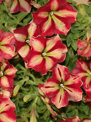 Петуния (сурфиния) Collection Cha Ching