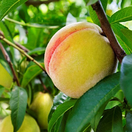 Персик Донецкий желтый