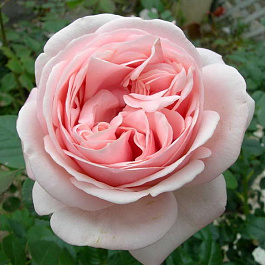 Роза чайно-гибридная Афродита (Rose Aphrodite)