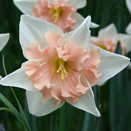 Нарцисс с расщеплённой коронкой Дир Лав