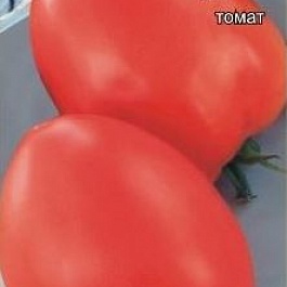 Томат (Помидор) обыкновенный Баловень Судьбы