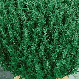 Тимьян обыкновенный Fredo