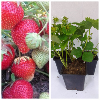 Земляника садовая Кармен НАБОР 3ШТ
