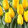Тюльпан попугайный Yoko Parrot