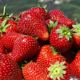 Земляника садовая Марышка Земляника садовая Марышка