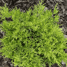 Можжевельник средний Golden joy