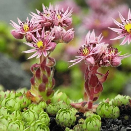 Молодило Крупноцветковое