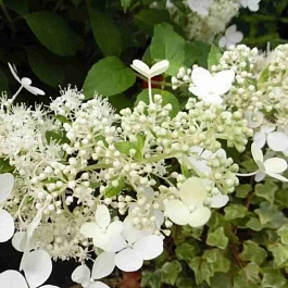 Гортензия метельчатая Brussels lace