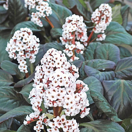 Бадан гибридный Бах