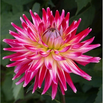 Георгина Полукактусовая Электрик Флеш