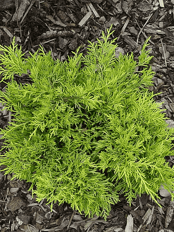 Можжевельник средний Golden joy