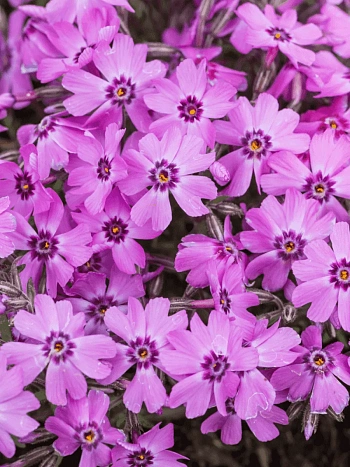 Флокс шиловидный Dark Rose Eye