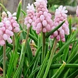 Мускари Pink Sunrise