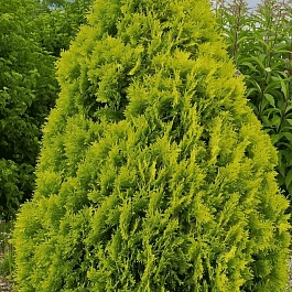 Туя западная Malonyana Aurea