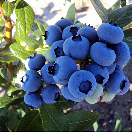 Голубика высокорослая Фламинго