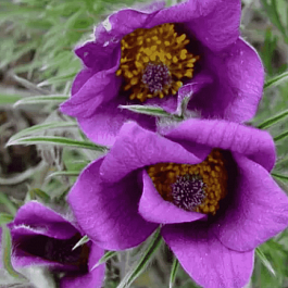 Прострел обыкновенный Blaue Glocke