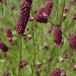 Кровохлебка лекарственная Red Sunset