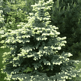 Ель колючая Bialobok