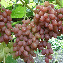Виноград плодовый Кишмиш лучистый