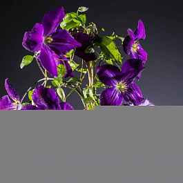 Клематис крупноцветковый Жакмана Пурпуреа