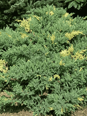 Можжевельник китайский Expansa Aureovariegata