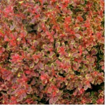 Барбарис Тунберга Голден Руби