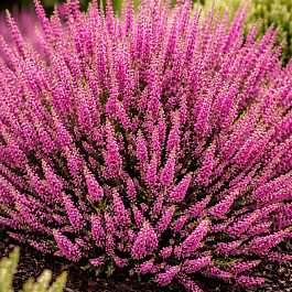 Вереск обыкновенный Allegretto