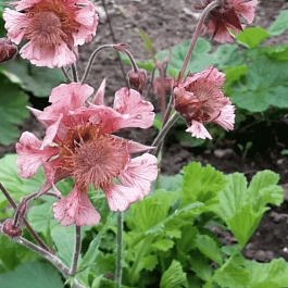 Гравилат чилийский Pink Fluffy