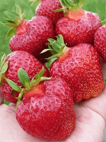 Земляника садовая Фейт