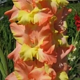 Гладиолус Tango
